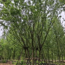 丛生五角枫，树高7至12米，各种规格都有量，欢迎咨询选购