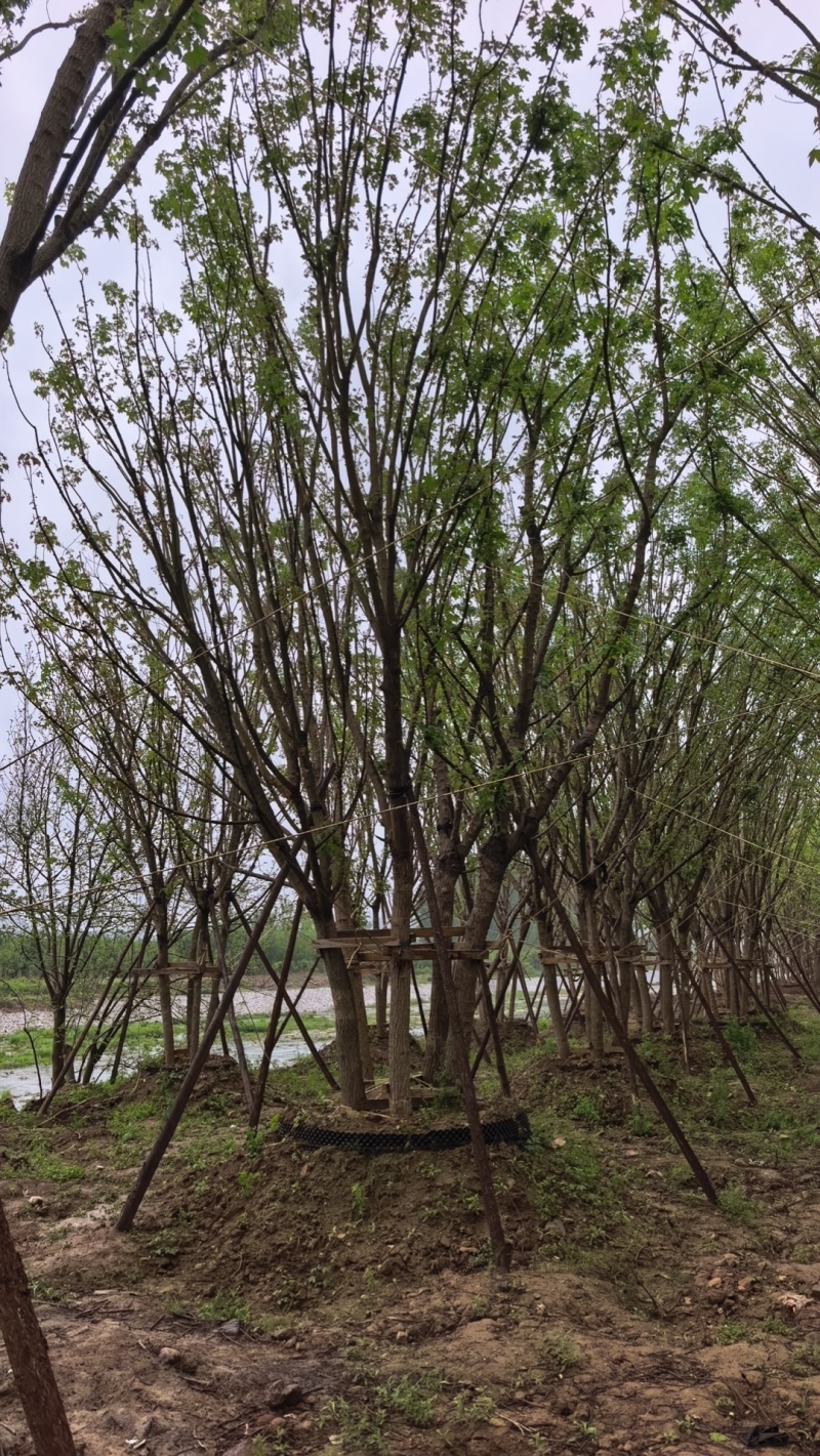 丛生五角枫，树高7至12米，各种规格都有量，欢迎咨询选购
