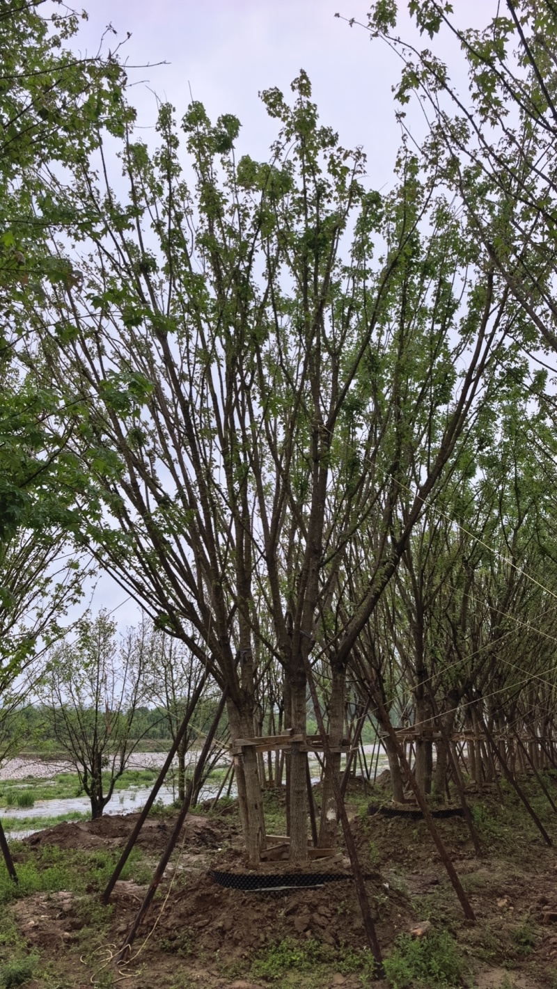 丛生五角枫，树高7至12米，各种规格都有量，欢迎咨询选购
