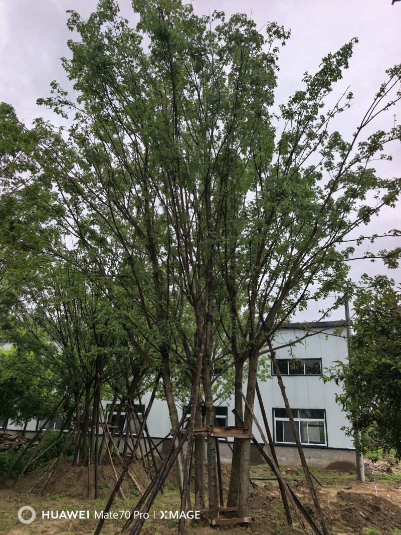 丛生五角枫，树高7至12米，各种规格都有量，欢迎咨询选购
