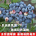 【精品】地栽蓝莓苗基地直发存活率高免费技术指导栽种