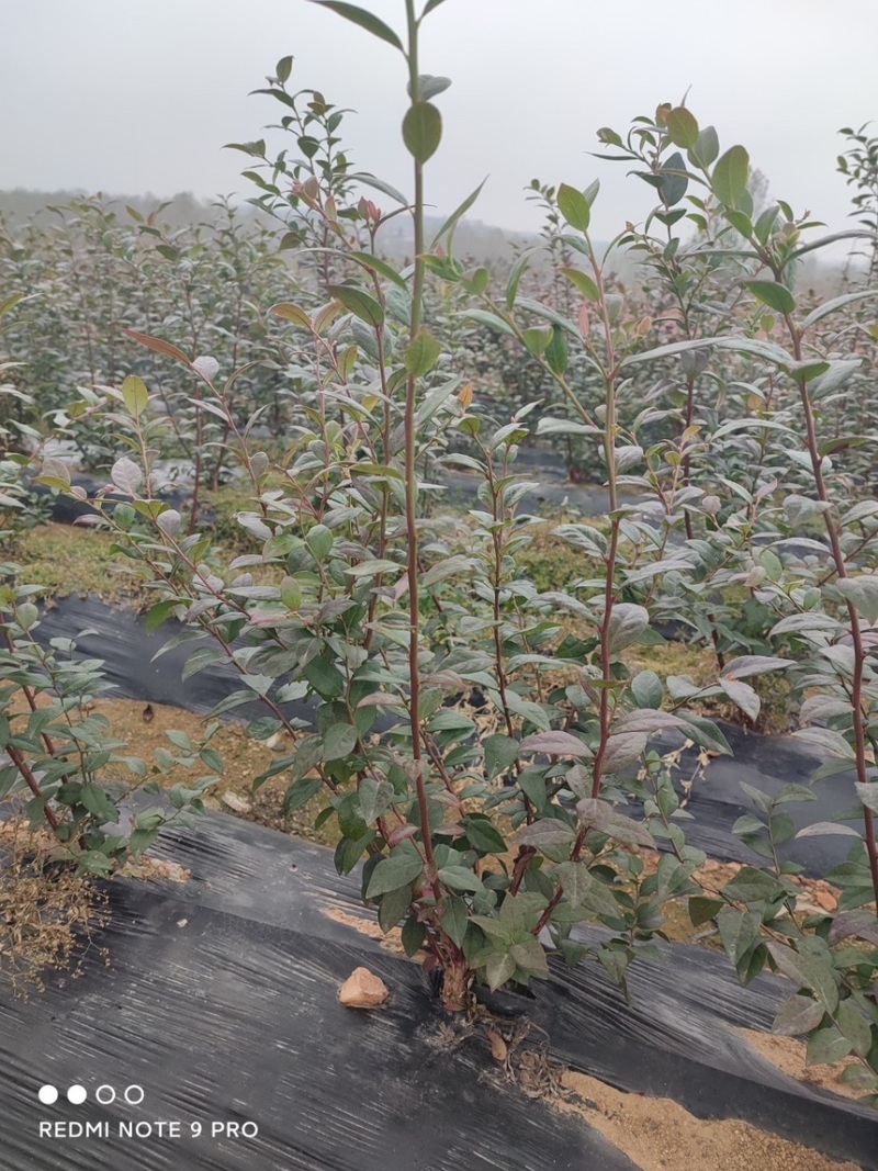 【精品】地栽蓝莓苗基地直发存活率高免费技术指导栽种