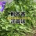 大叶荆芥种子出售