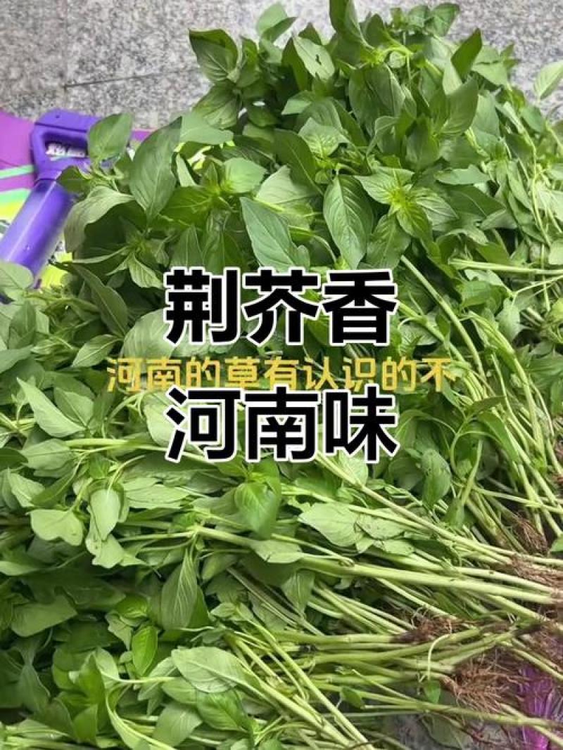 大叶荆芥种子出售