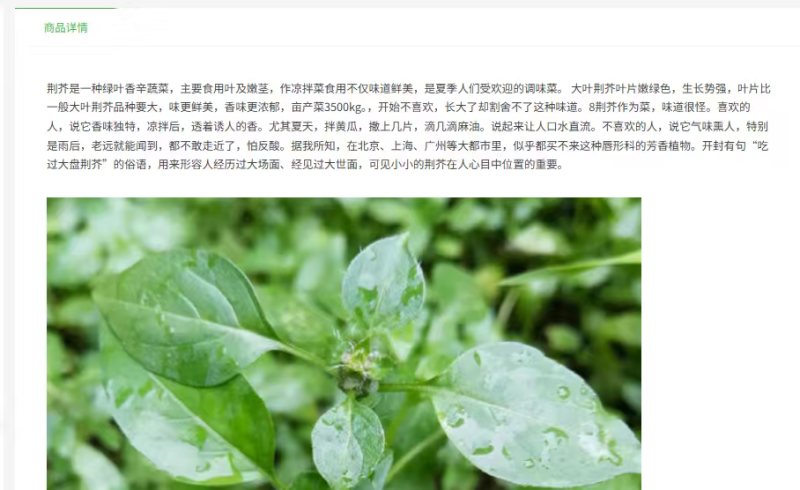 大叶荆芥种子出售