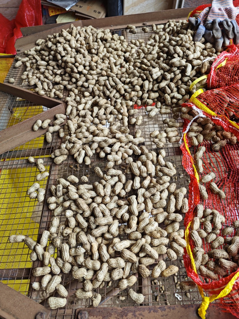 鲜花生上市白的红的都有大量现货颗颗饱满