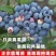 【精品】杯装蓝莓苗基地直发量大从优提供免费技术指导