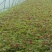 苋菜产地