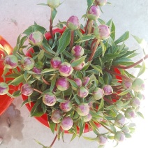 多类鲜切花芍药大量出售品种齐全颜色多样