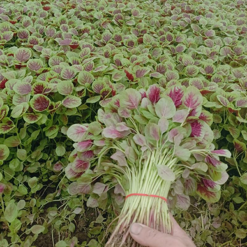 苋菜产地