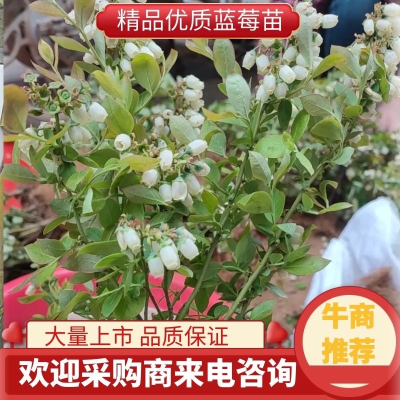 【基地直发】莒县蓝莓苗带土发货成活率高好品种好价格