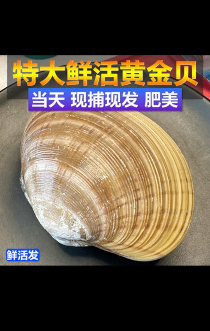 辽宁东港鲜活黄贝、鲜活到家，坏单包赔