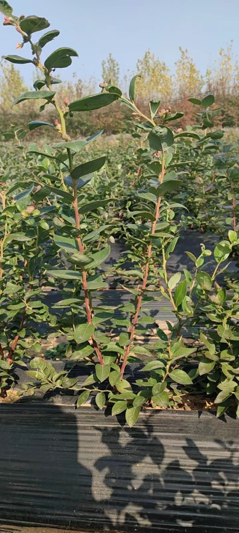 实力杯装蓝莓苗地栽蓝莓苗基地种植带土发货成活率高