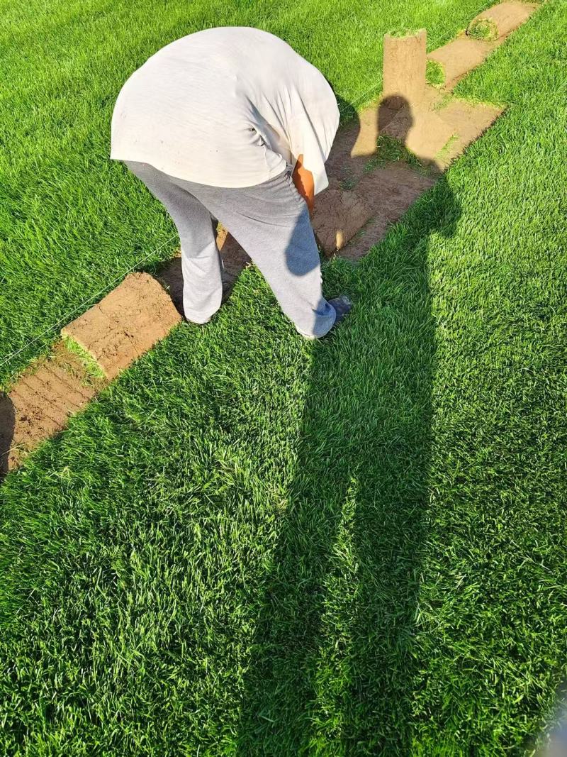 草坪