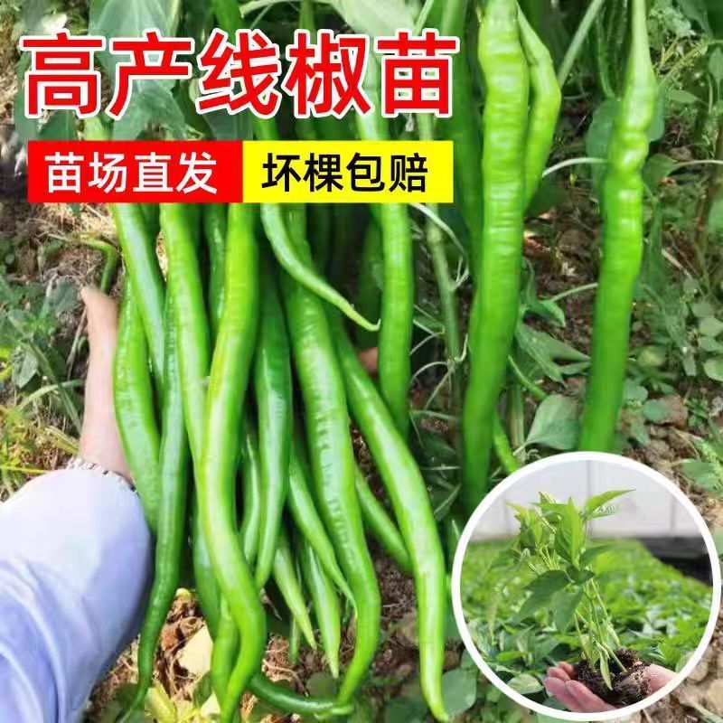 超长线椒苗蔬菜秧苗辣椒苗四季种植杭椒苗尖椒苗阳台盆栽露天种植