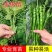 超长线椒苗蔬菜秧苗辣椒苗四季种植杭椒苗尖椒苗阳台盆栽露天种植