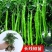 超长线椒苗蔬菜秧苗辣椒苗四季种植杭椒苗尖椒苗阳台盆栽露天种植