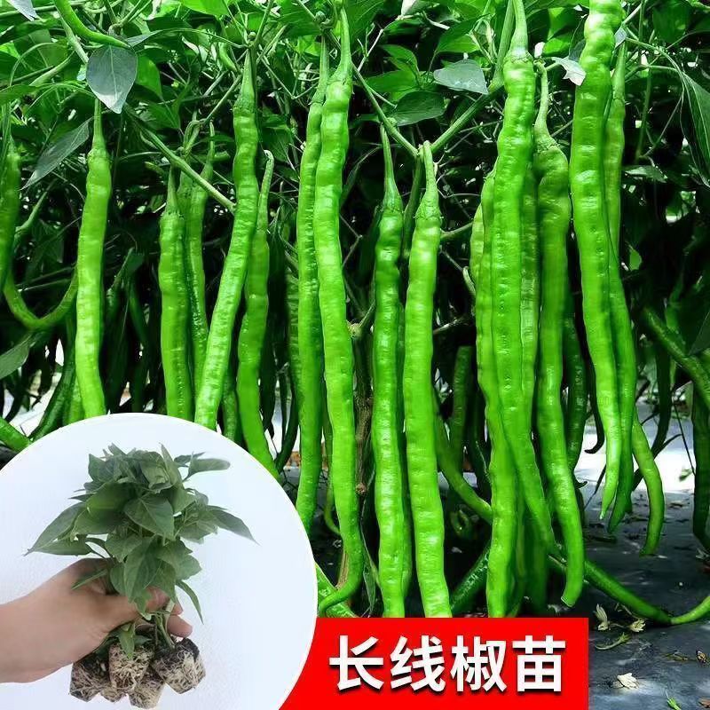 超长线椒苗蔬菜秧苗辣椒苗四季种植杭椒苗尖椒苗阳台盆栽露天种植