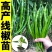 超长线椒苗蔬菜秧苗辣椒苗四季种植杭椒苗尖椒苗阳台盆栽露天种植