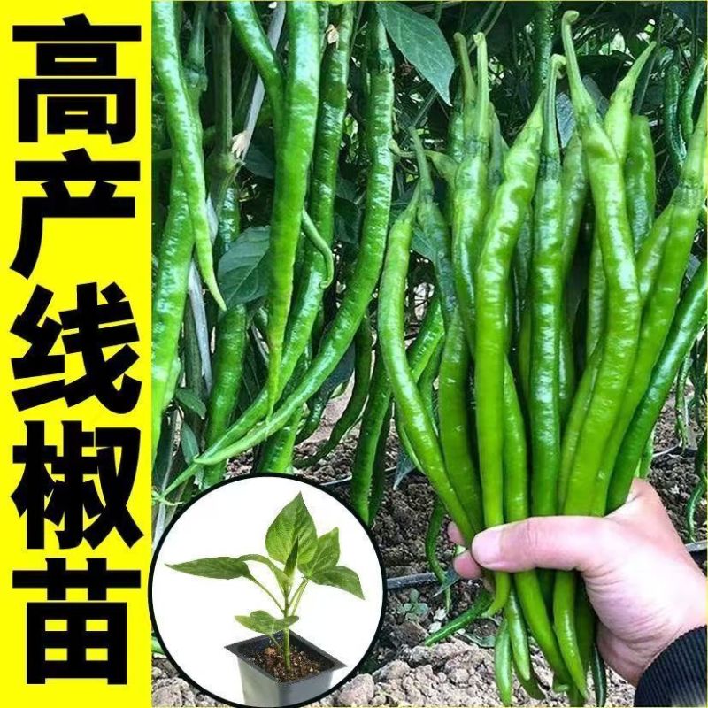 超长线椒苗蔬菜秧苗辣椒苗四季种植杭椒苗尖椒苗阳台盆栽露天种植