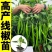 超长线椒苗蔬菜秧苗辣椒苗四季种植杭椒苗尖椒苗阳台盆栽露天种植
