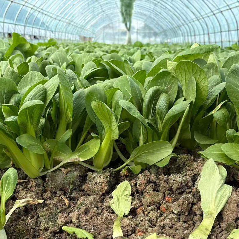 炎秀2号青梗菜种子叶圆翠绿叶柄肥厚耐热耐湿抗病不易拔节