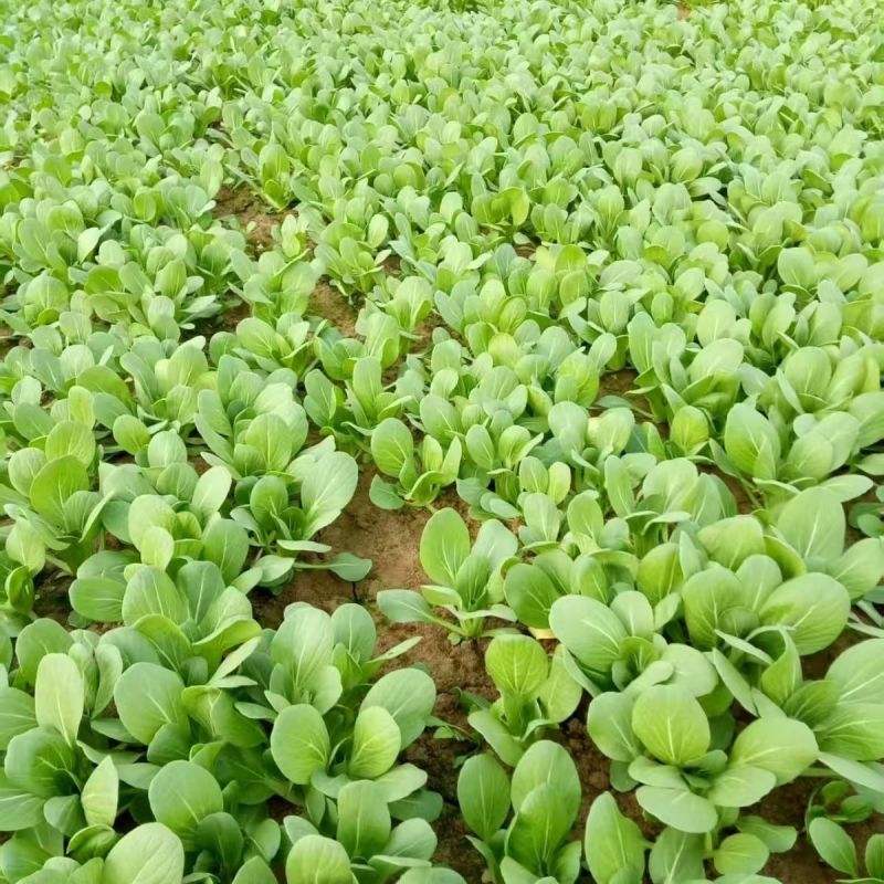 炎秀2号青梗菜种子叶圆翠绿叶柄肥厚耐热耐湿抗病不易拔节