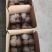 树熟人参果一件代发量大的电商老板可以来找我合作保量