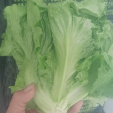 生菜