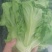 生菜