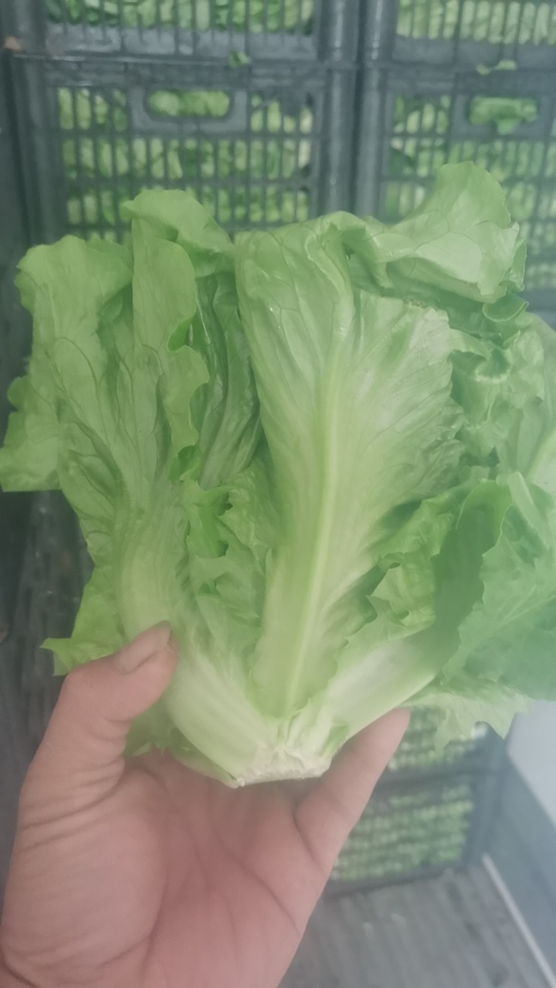 生菜