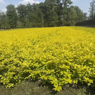 金叶女贞容器苗，高度30-50厘米，各种规格，基地批发