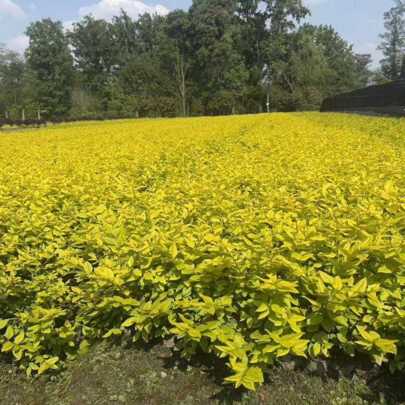 金叶女贞容器苗，高度30-50厘米，各种规格，基地批发