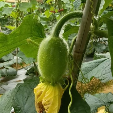 白皮吊冬瓜小瓜仔