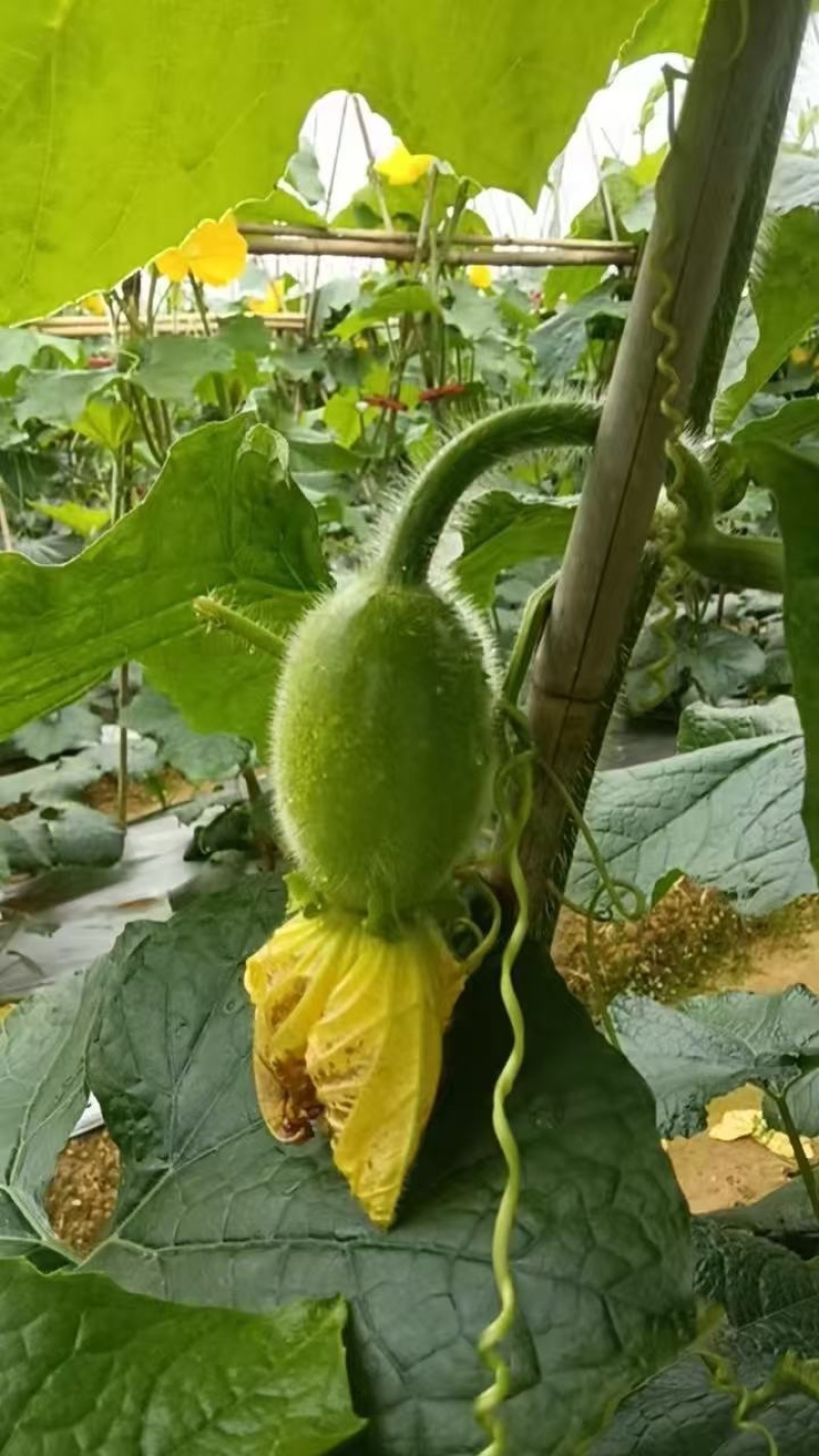 白皮吊冬瓜小瓜仔