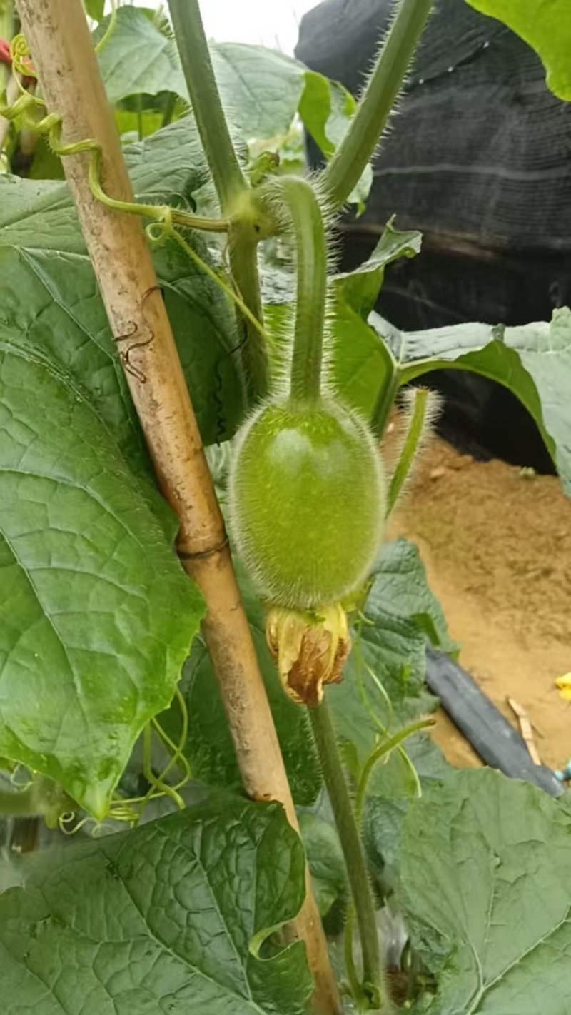 白皮吊冬瓜小瓜仔