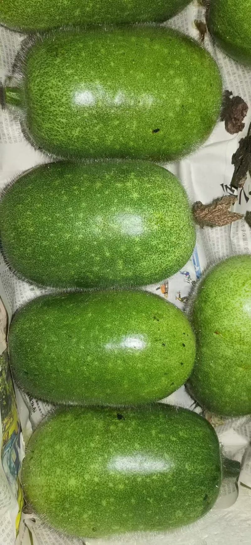 白皮吊冬瓜小瓜仔
