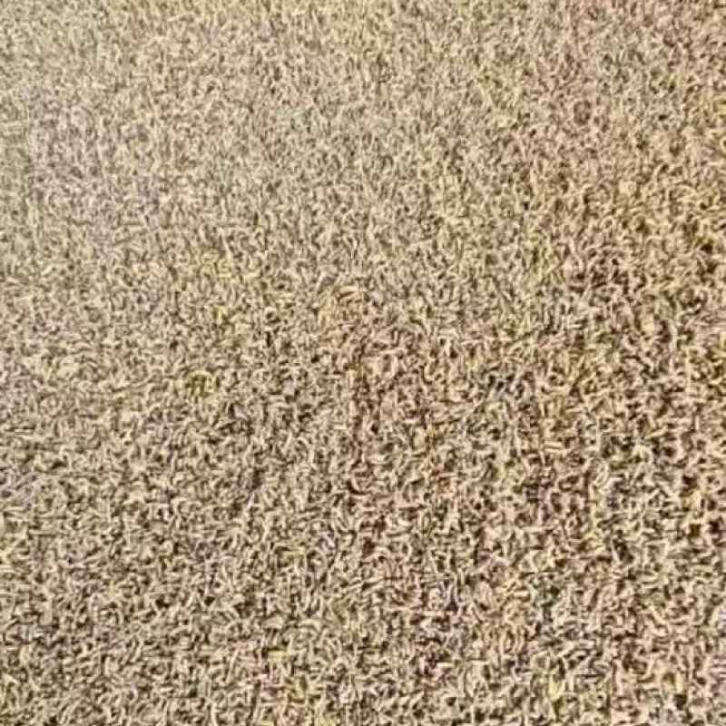 蝇蛆，活冻虫，活虫，水煮虫，虫浆，批发零售