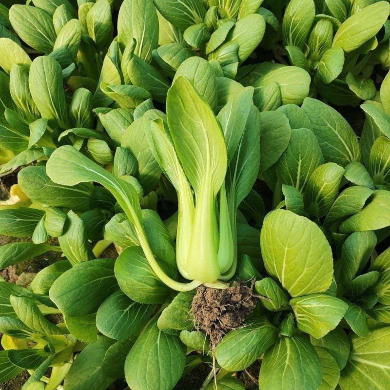 开岩夏鼎青梗菜种子一代杂交叶柄油绿耐热耐湿植株半直立