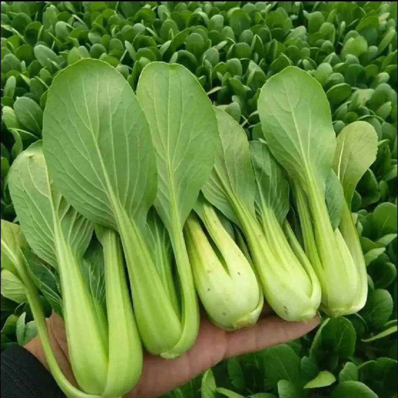 开岩夏鼎青梗菜种子一代杂交叶柄油绿耐热耐湿植株半直立