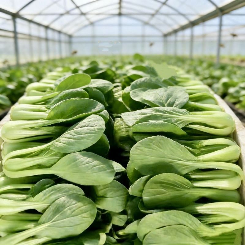 开岩夏鼎青梗菜种子一代杂交叶柄油绿耐热耐湿植株半直立