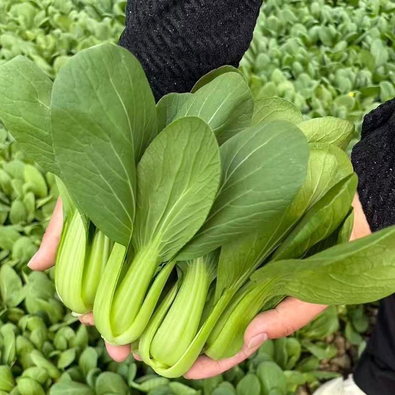 开岩夏鼎青梗菜种子一代杂交叶柄油绿耐热耐湿植株半直立