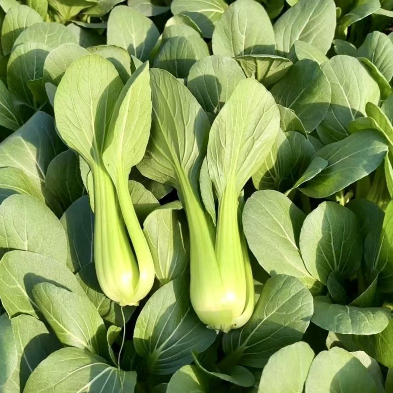 开岩夏鼎青梗菜种子一代杂交叶柄油绿耐热耐湿植株半直立