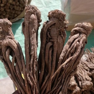 甘肃无硫当归个子新货全当归炖肉