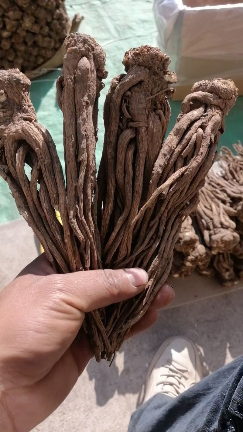 甘肃无硫当归个子新货全当归炖肉