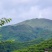 广东信宜前排三华李，市场，电商平台，主播代发，欢迎合作