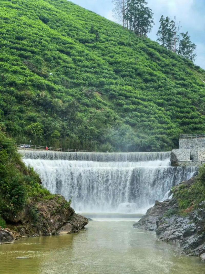 广东信宜前排三华李，市场，电商平台，主播代发，欢迎合作