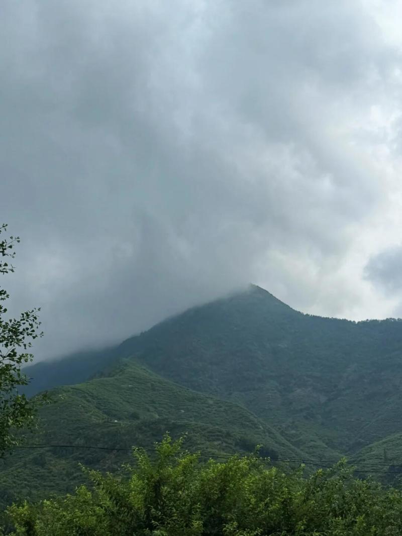 广东信宜前排三华李，市场，电商平台，主播代发，欢迎合作