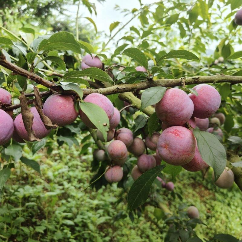 广东信宜前排三华李，市场，电商平台，主播代发，欢迎合作