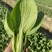 金品新夏2号青梗菜种子高产耐高温不拔节大叶面夏季青菜种籽